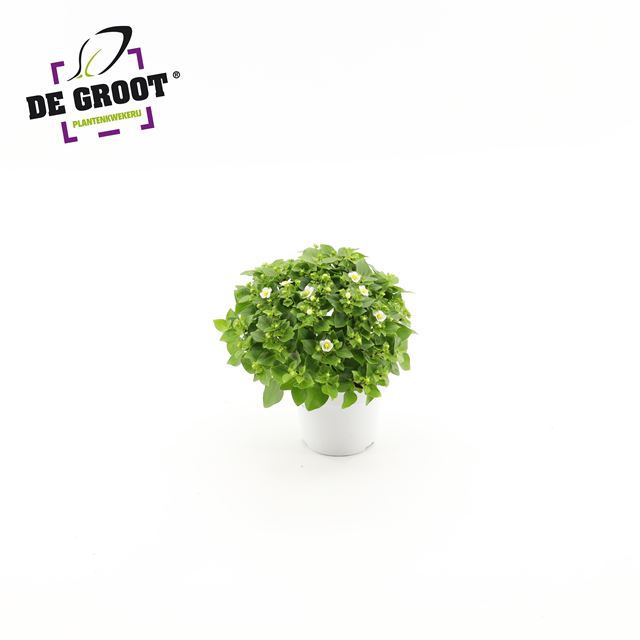 Picture of EXACUM WHITE