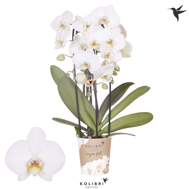 Picture of Phalaenopsis 03-stem niagara fall white