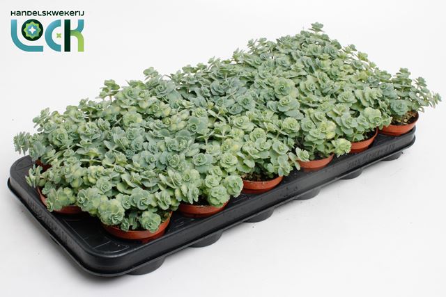 Picture of SEDUM SIEBOLDII