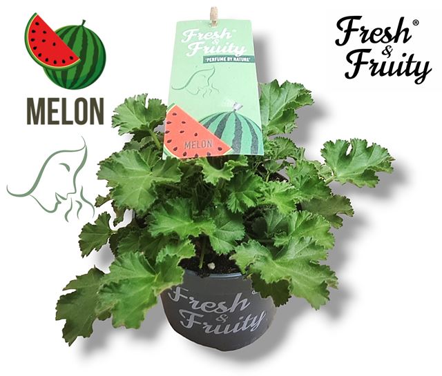 Picture of Geranium odorant melon fresh