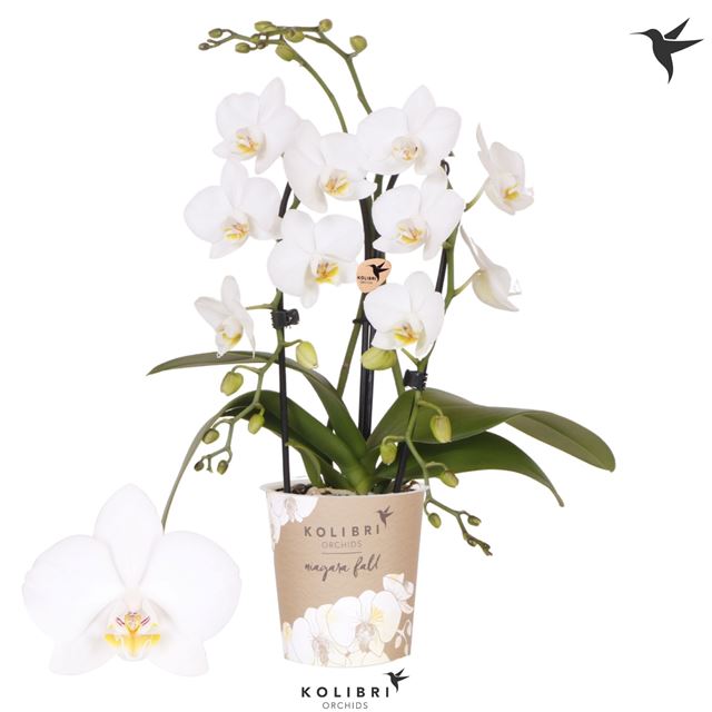 Picture of Phalaenopsis 02-stem kolibri fountain white
