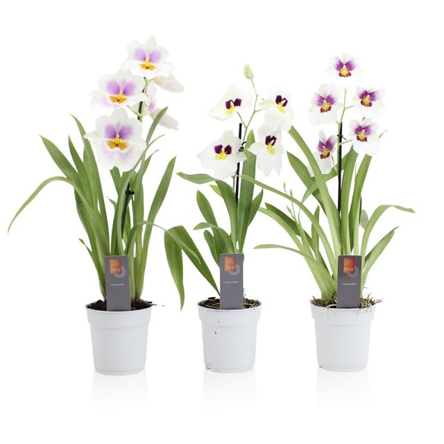 Picture of MILTONIOPSIS 01-STEM WHITE