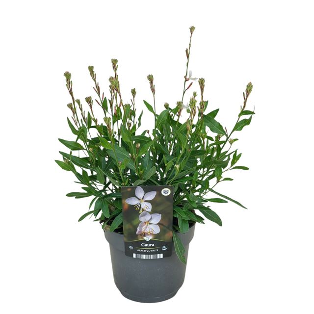 Picture of Gaura lindheimeri graceful white