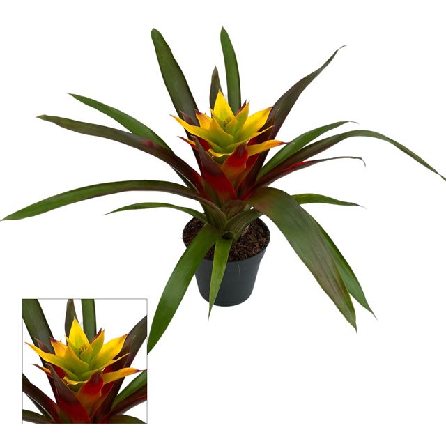 Picture of Guzmania fancy