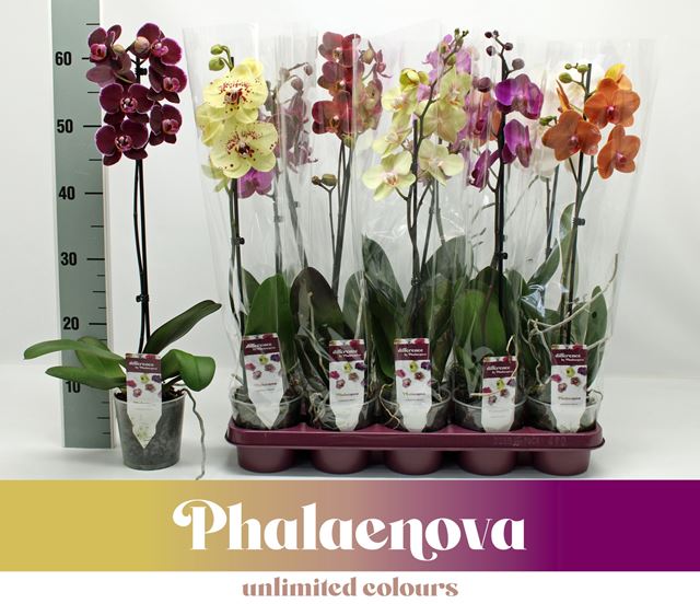 Picture of PHALAENOPSIS 01-STEM MIX