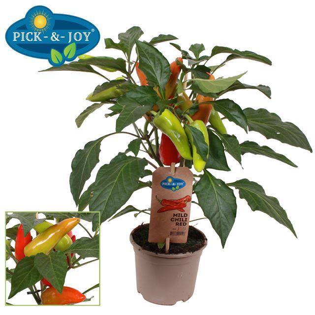 Picture of Capsicum annuum - tricolor chilli pepper