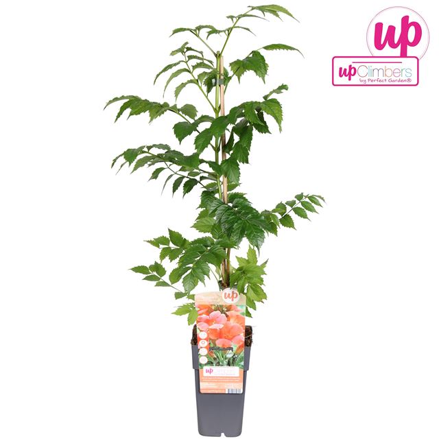 Picture of Campsis radicans flamenco