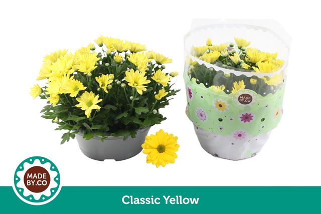 Picture of Chrysanthemum bowl yellow