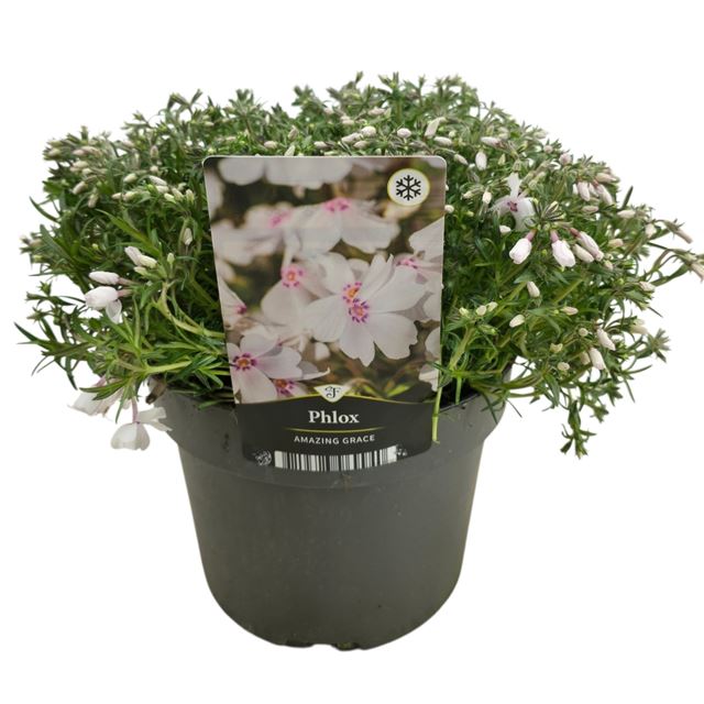 Picture of Phlox subulata amazing greace