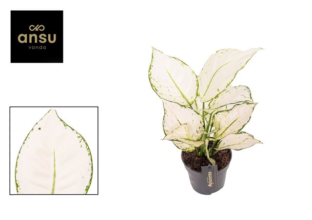 Picture of AGLAONEMA WHITE KIWI