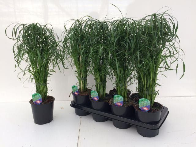 Picture of CYPERUS ALTERNIFOLIUS
