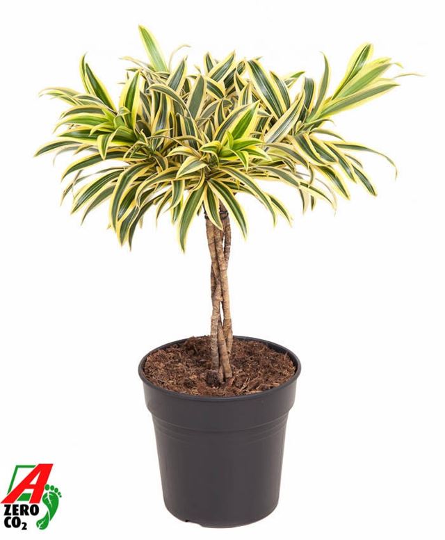 Picture of Dracaena reflexa song of india