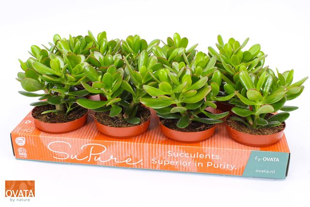 Picture of Crassula magical tree