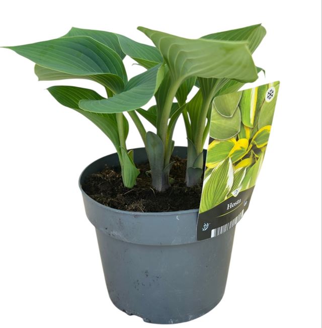 Picture of Hosta tardiana halcyon