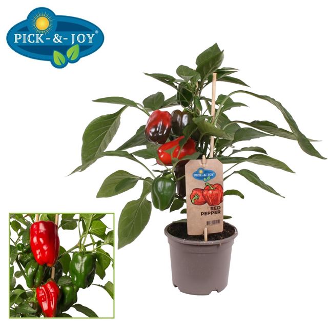 Picture of Capsicum annuum - red paprika