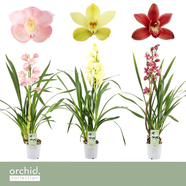 Picture of CYMBIDIUM 01-T MIX
