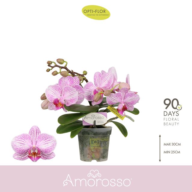 Picture of Phalaenopsis 03-stem amorosso merlini pink