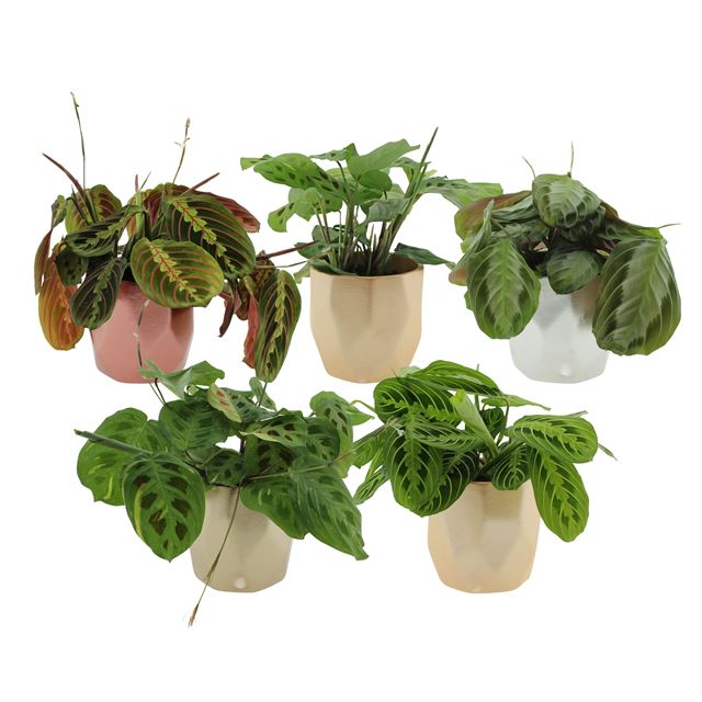 Picture of MARANTA LEUCONEURA FASCINATOR MIX IN CERAMIC