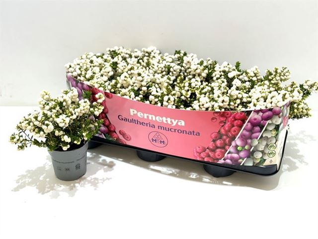 Picture of GAULTHERIA MUCRONATA (PERNETTIA) WHITE