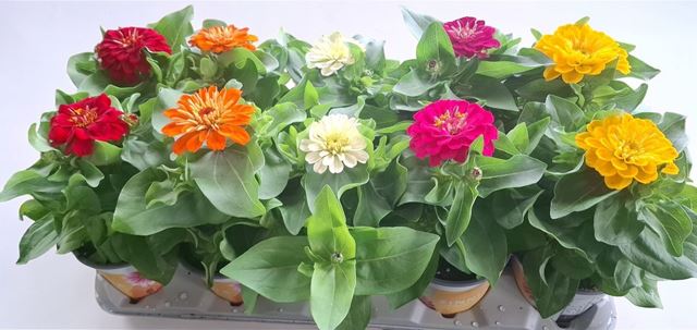 Picture of Zinnia mix
