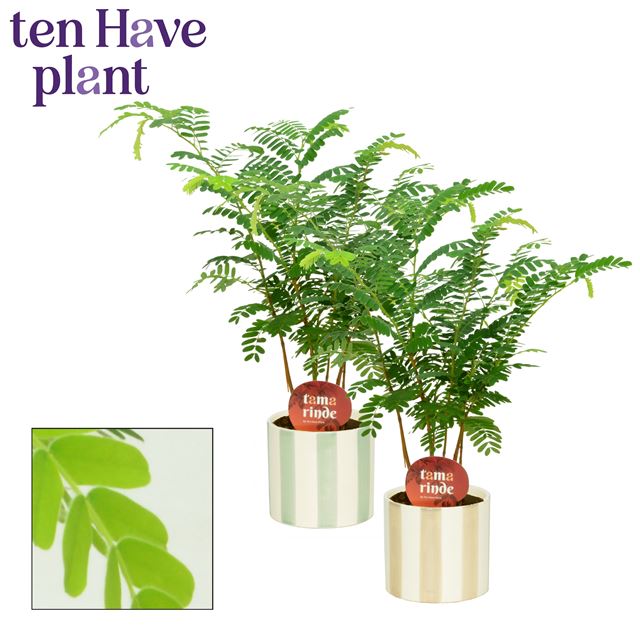 Picture of Tamarinde in ceramic