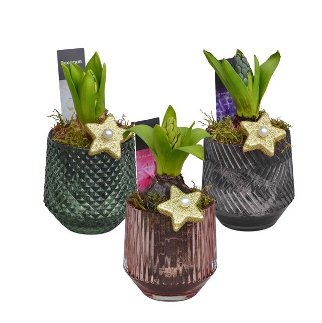 Picture of HYACINTHUS 01BULB GLASS XMAS