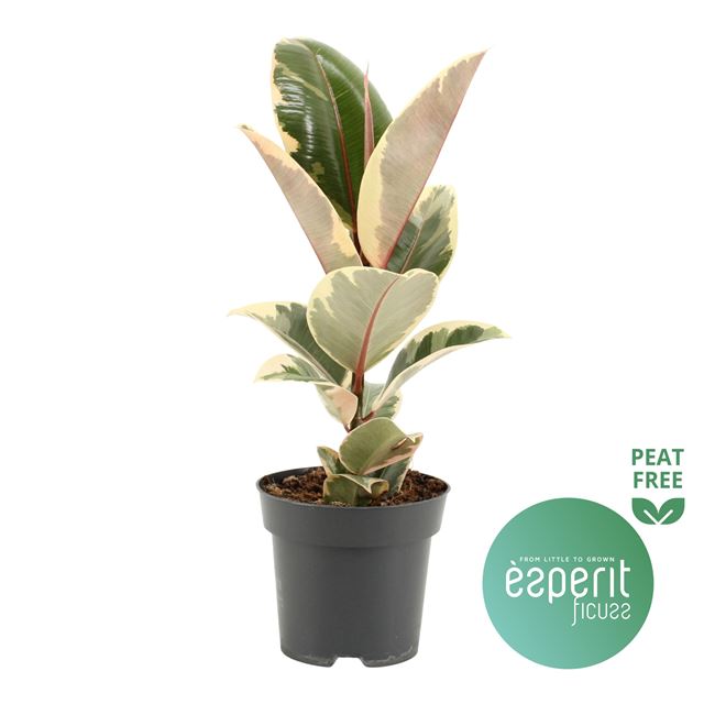 Picture of FICUS ELASTICA TINEKE