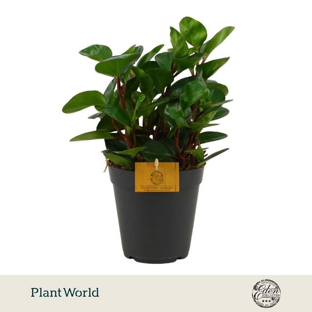 Picture of Peperomia obtusifolia burning bush