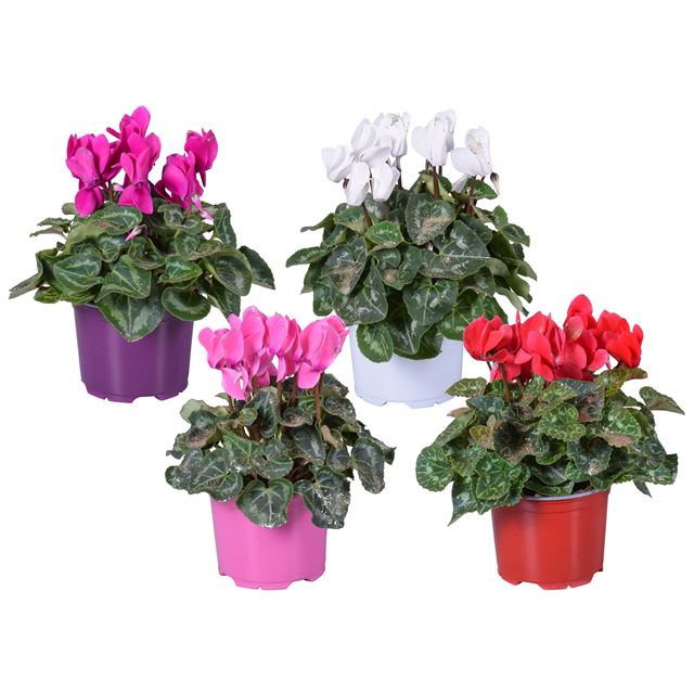 Picture of CYCLAMEN + GLITTERS IN COLOUR CODED POT