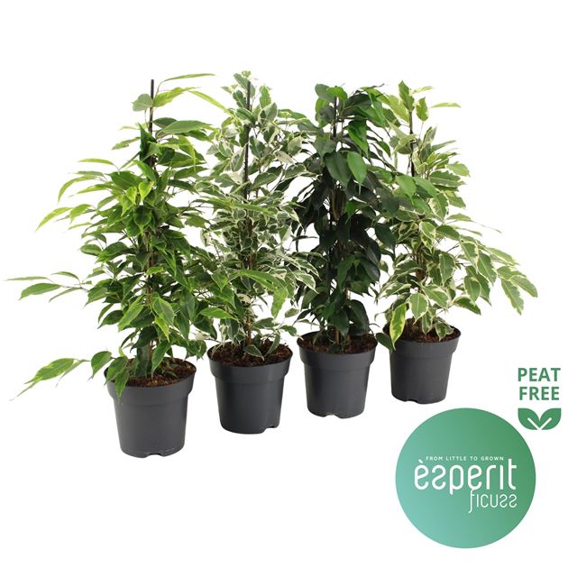Picture of FICUS BENJAMINA ROYAL SELECTION