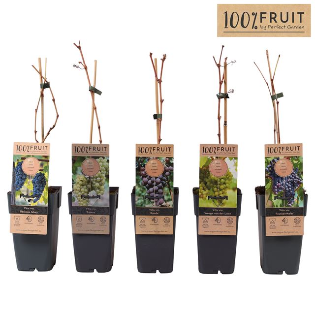 Picture of Vitis mix