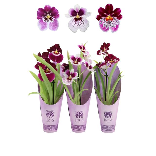 Picture of MILTONIOPSIS 01-STEM PURPLE PLEASURE IN CONE