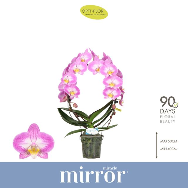 Picture of Phalaenopsis mirror miracle kiara