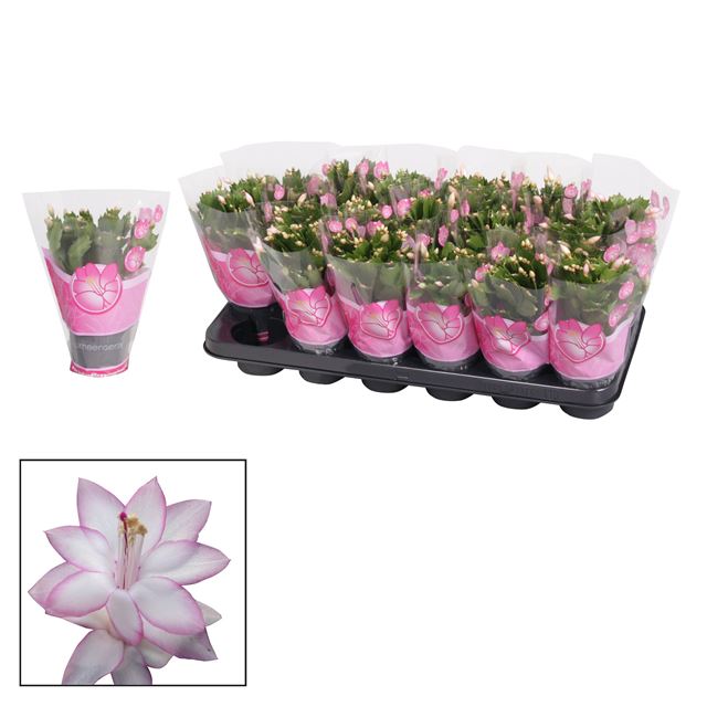 Picture of Schlumbergera pink