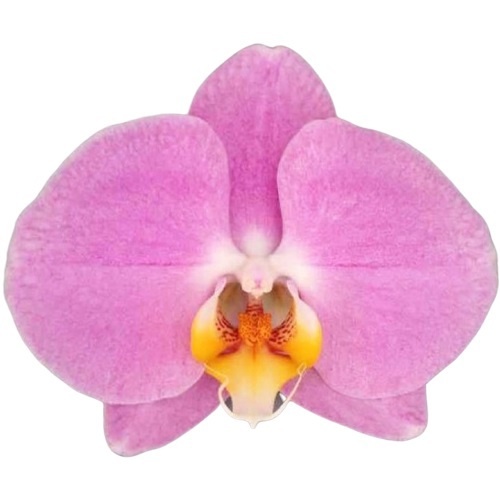 Picture of Phalaenopsis 02-stem treviso flower symphony