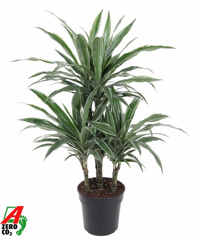 Picture of Dracaena warneckei carrousel 045+