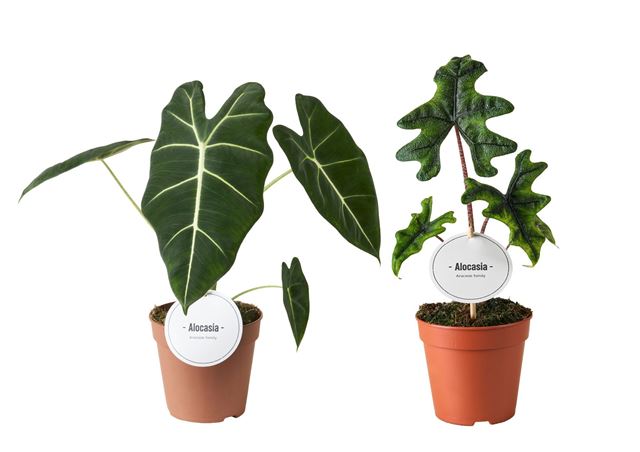 Picture of Alocasia mix hoog