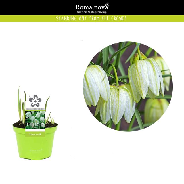 Picture of Fritillaria meleagris alba