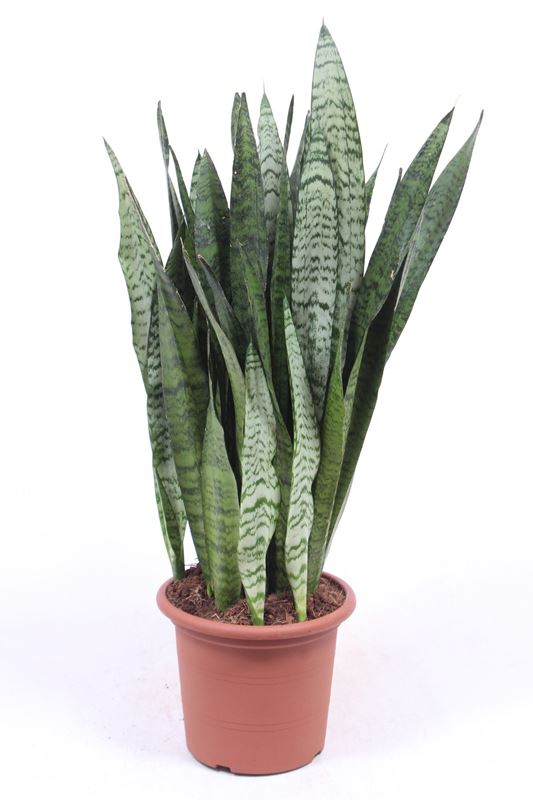 Picture of Sansevieria zeylanica
