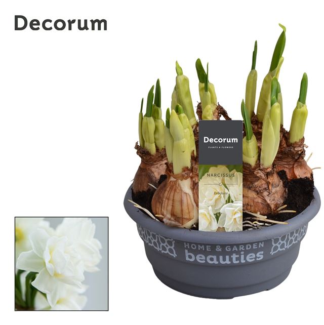 Picture of NARCISSUS ERLICHEER