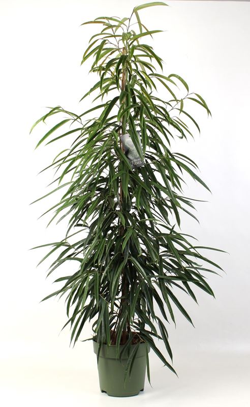 Picture of FICUS BINNENDIJKII ALII