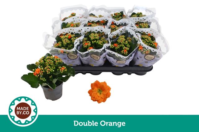 Picture of Kalanchoe double orange