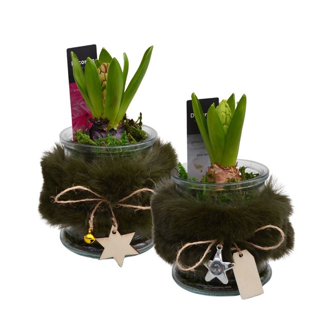 Picture of HYACINTHUS 01BULB GLASS FUR MINI