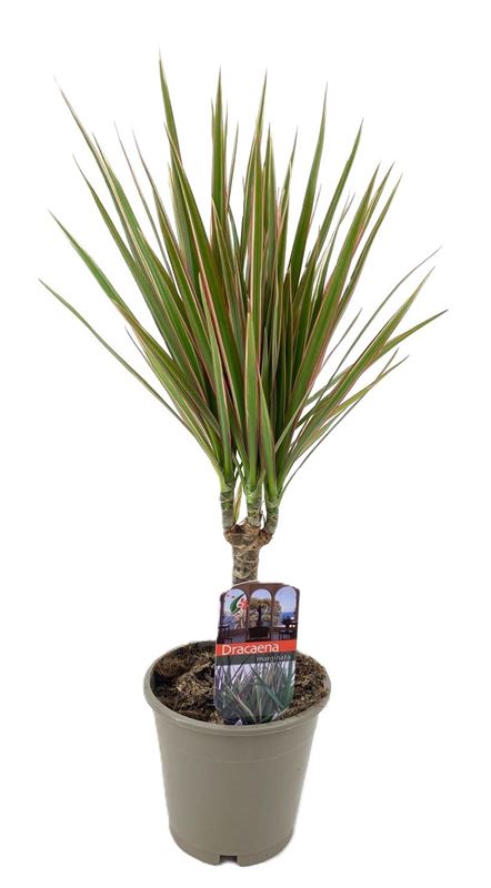 Picture of Dracaena marginata bicolor head