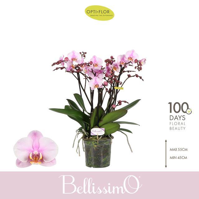 Picture of Phalaenopsis 04-stem belissimo angelo