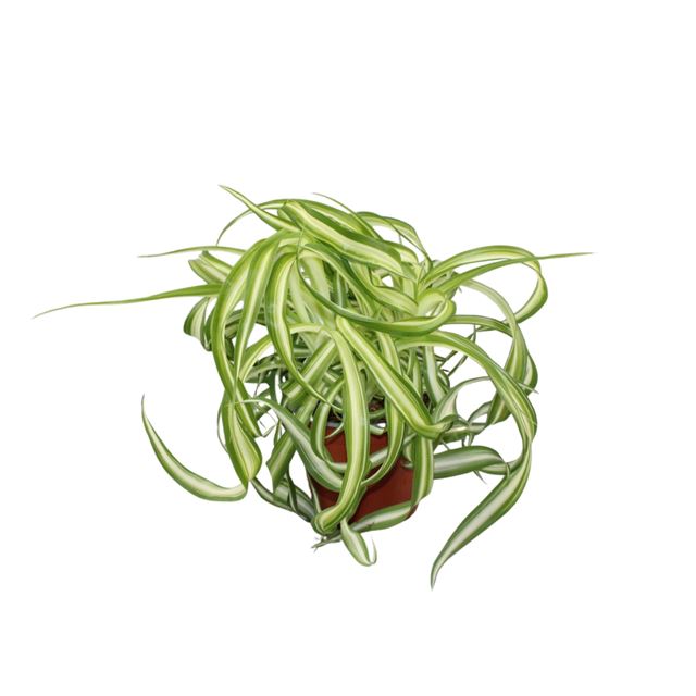 Picture of Chlorophytum comosum bonnie