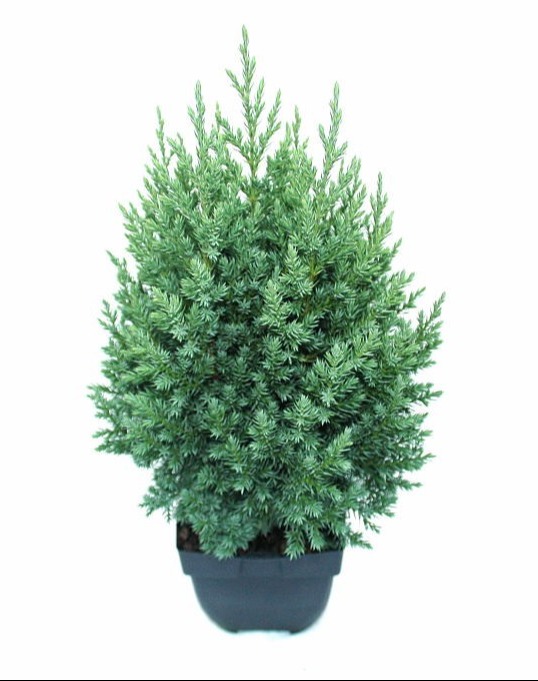 Picture of JUNIPERUS CHINENSIS STRICTA