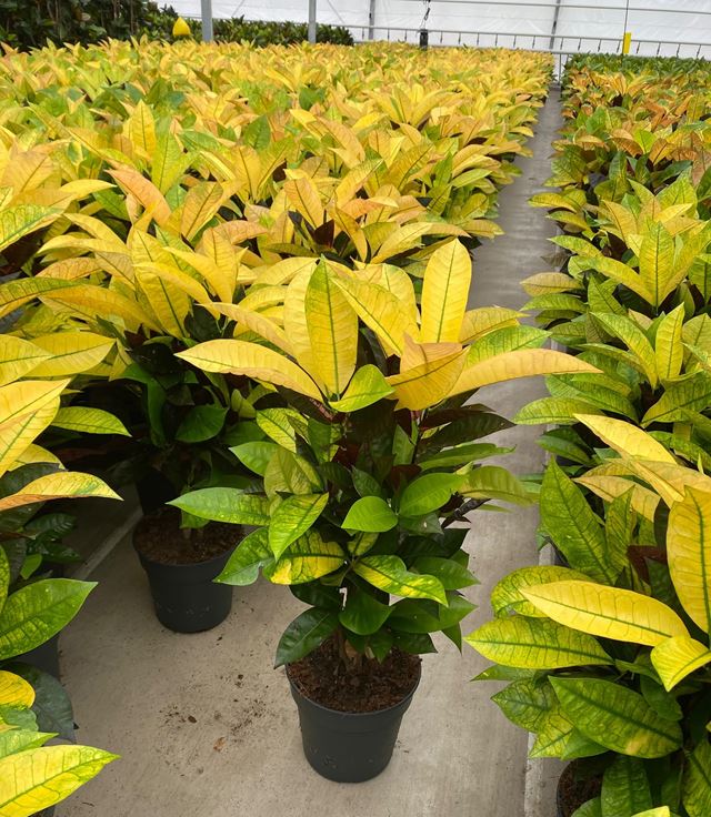 Picture of Codiaeum mrs  iceton branched