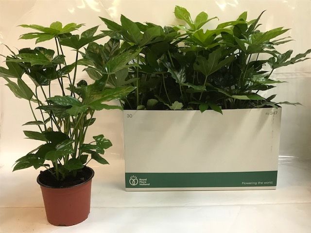 Picture of Fatsia japonica