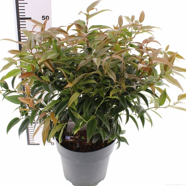 Picture of Leucothoe carinella
